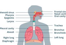 پزشکی آناتومی دستگاه تنفسی انسان